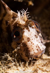 Blenny by Timucin Ucar 